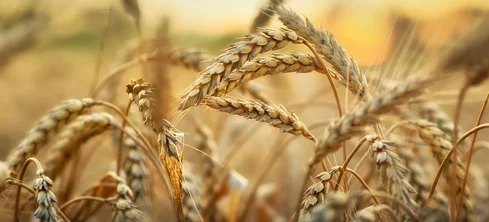 Die Kraft des Dinkels